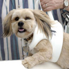 Small Doggie Vest (Asst.)